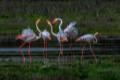 phoenicopterusruber500-copia