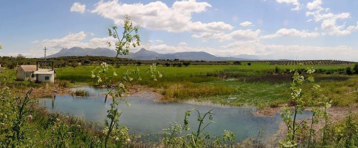 lagunadelosarenales