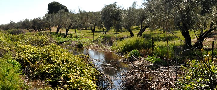 lagunalarga
