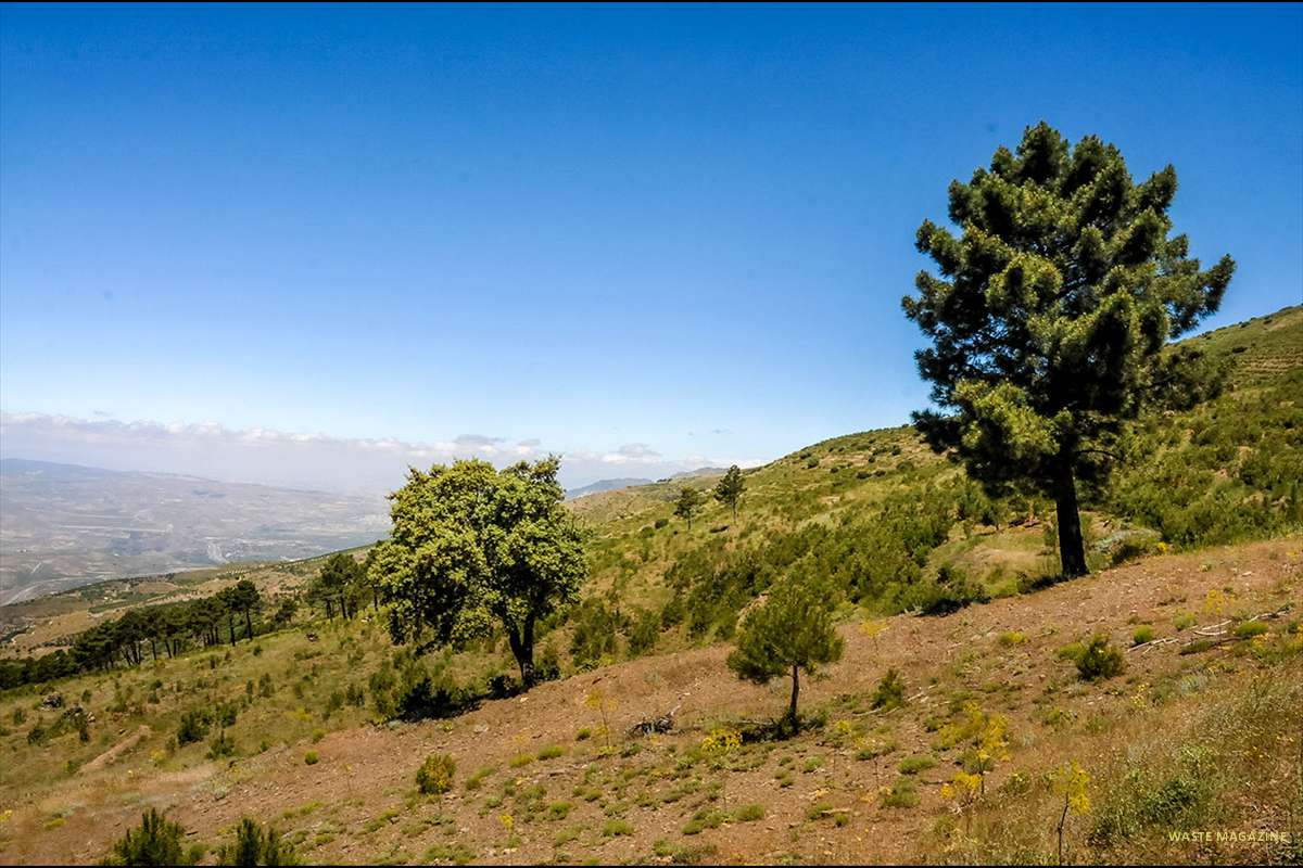 LanjaronRevegetacion04