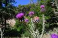 RÍO ANDARAX * 