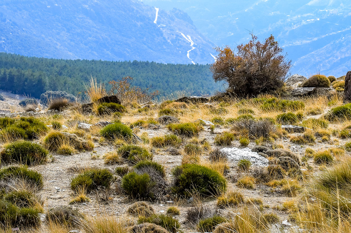 Alta montaña, Sierra Nevada