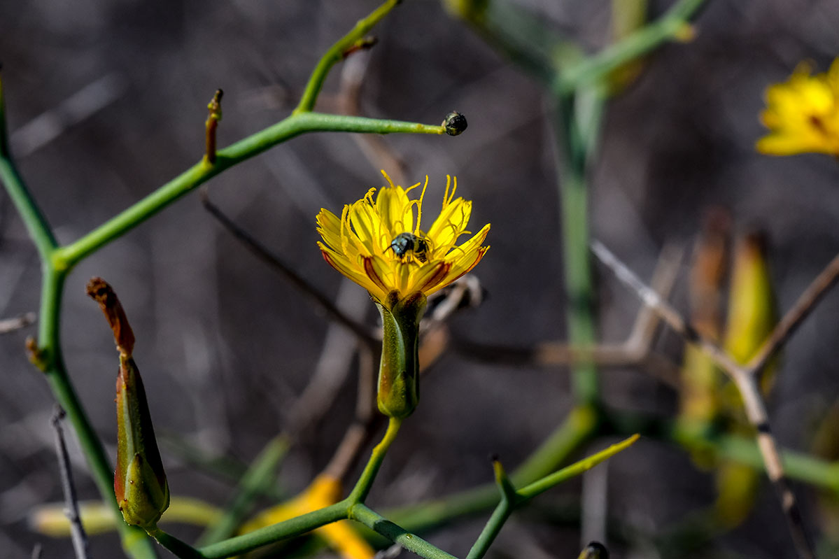 Launaea arborecens, (Rascamoñas), Cabo de Gata