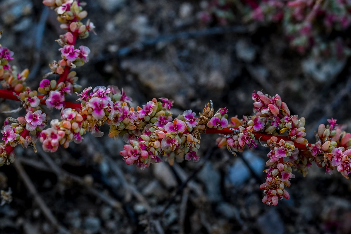 Salsola papillosa (Salado de Almería) Cabo de Gata