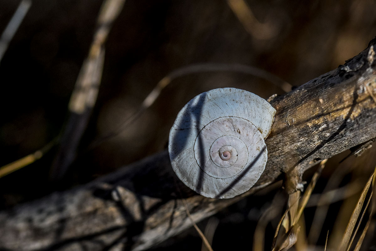 Theba subdentata (Helicella) endemismo de Cabo de Gata y Norte de África