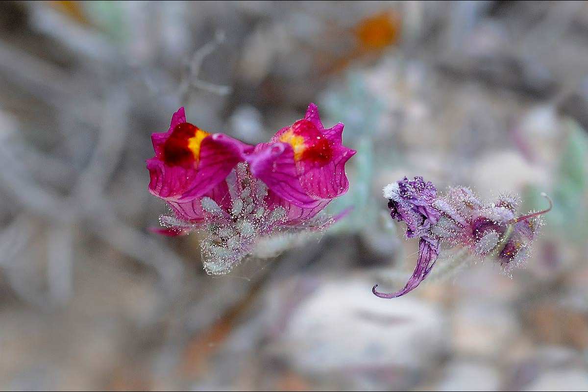linaria-amoi-1
