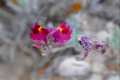 linaria-amoi-1