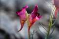 linaria-amoi-55