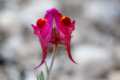 linaria-amoi-67