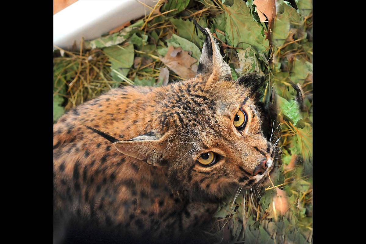 lince-litio-1