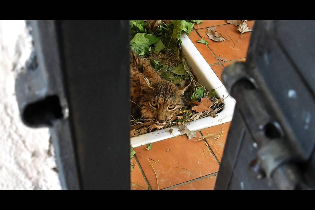 LITIO, EN EL CENTRO DE RECUPERACIÓN DE ESPECIES AMENAZADAS, EL BLANQUEO