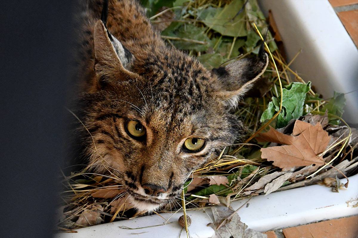 LITIO, EN EL CENTRO DE RECUPERACIÓN DE ESPECIES AMENAZADAS, EL BLANQUEO
