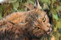 lince-litio-1