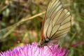 Blanca del majuelo. Aporia crataegi: 2.865 individuos. Esta mariposa se está rarificando año tras año. 