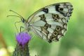 Medioluto ibérica. Melanargia lachesis: 5.368 individuos. Especie asociada a ambientes forestales.
