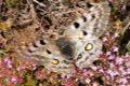 Apolo. Parnassius apollo: 3.322 individuos. Un auténtico emblema de la conservación de la biodiversidad en la alta montaña. Los adultos vuelan desde mediados de junio hasta finales de julio.