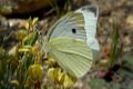 Blanca de la col.  Pieris rapae: 4.780 individuos. Muy habitual. 
