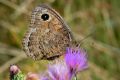 Sátiro negro. (Satyrus actaea): 7.963 individuos censados. Especie de media y alta montaña que vuela a mitad del verano. 