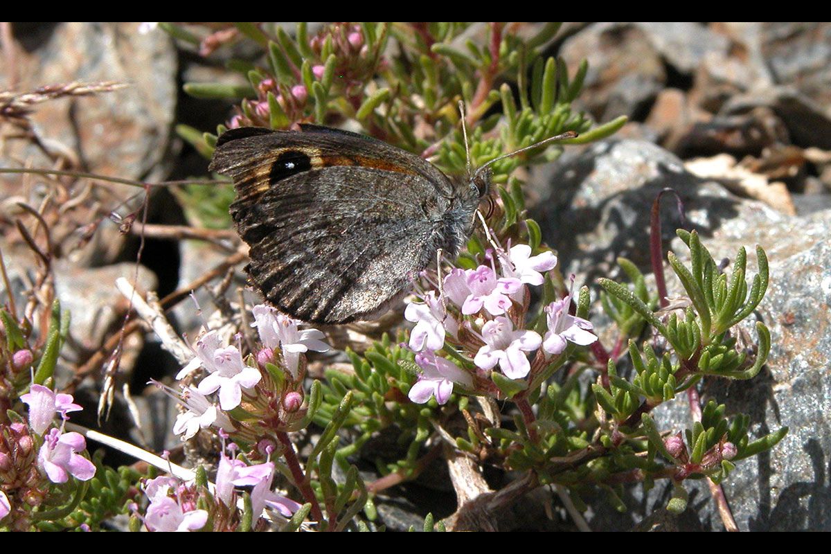 Erebia hispana