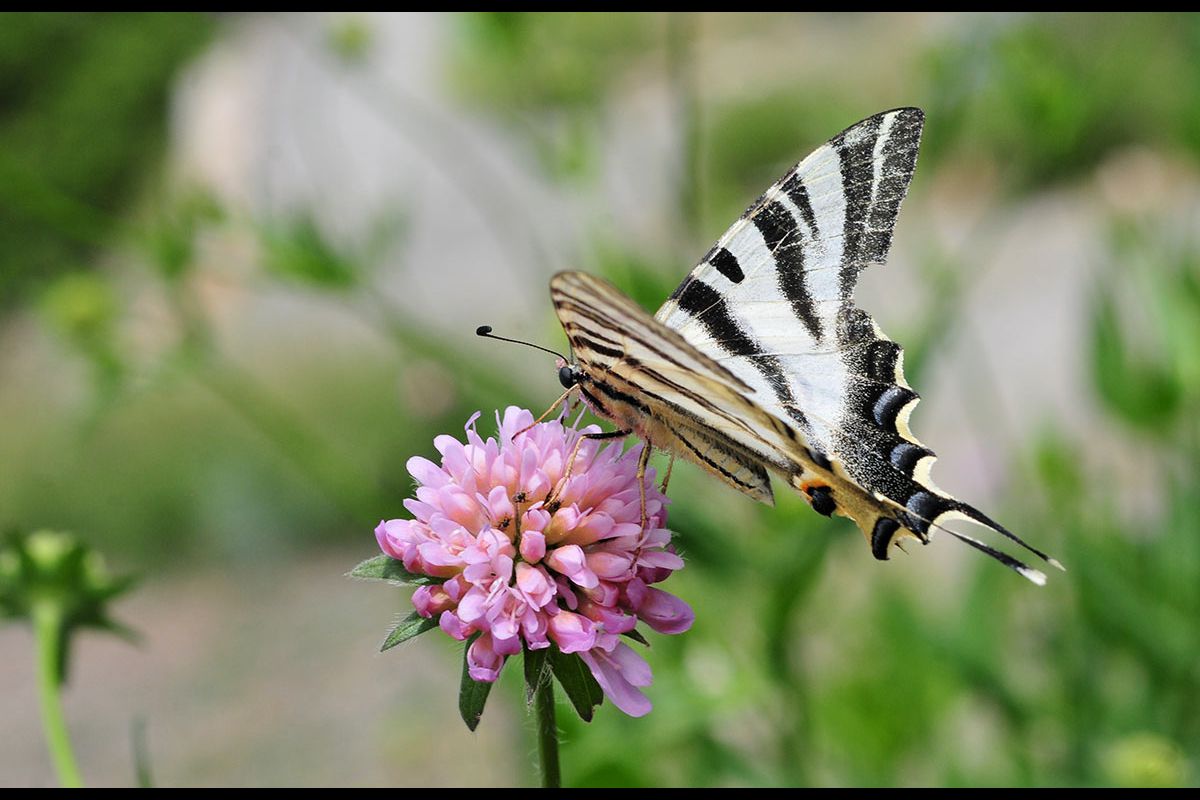 Iphiclides podalirius
