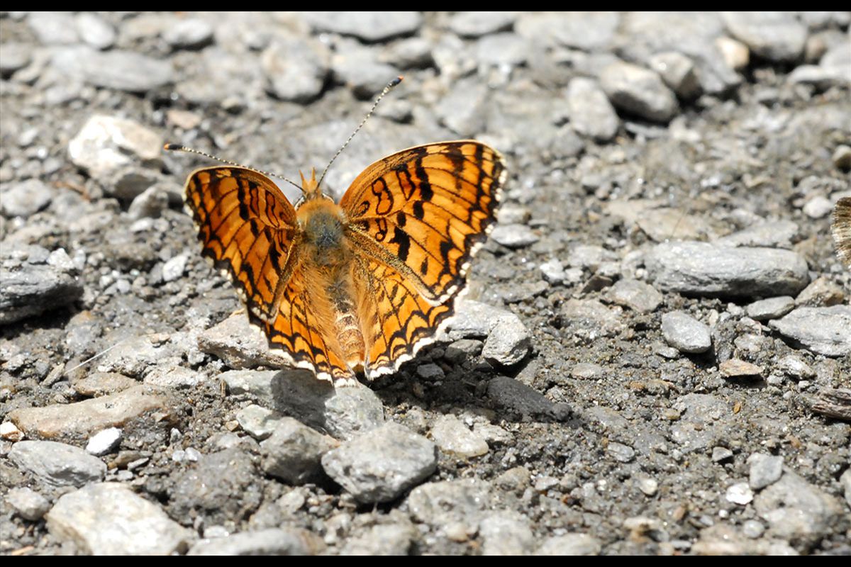 Melitaea athalia