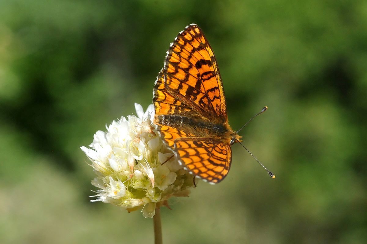 Melitaea deione