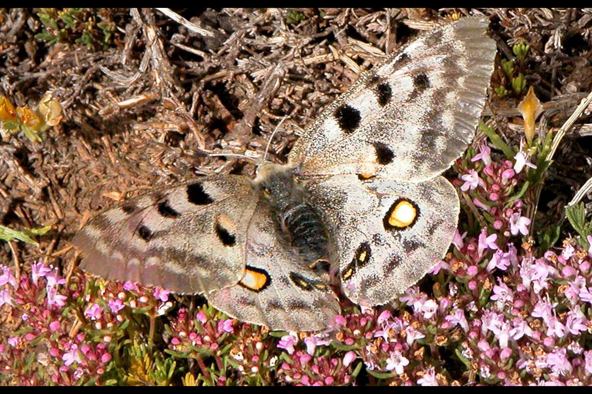 Parnassius apollo nevadensis