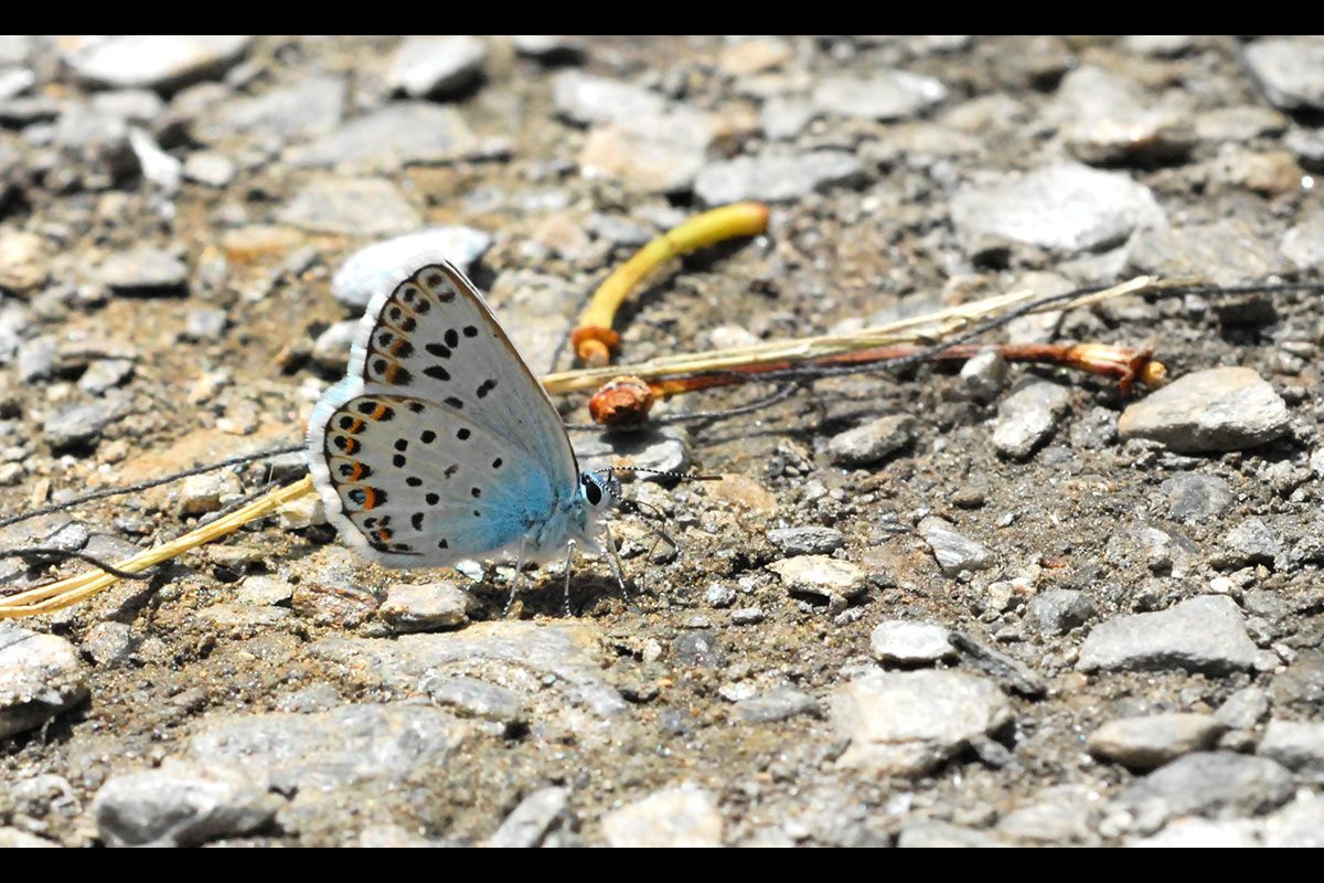 Plebejus argus