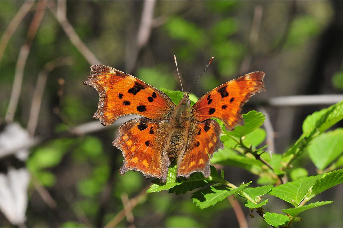 Polygonia c-album
