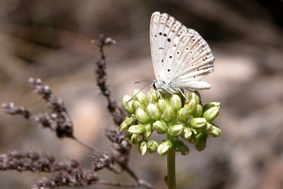 polyommatus albicans