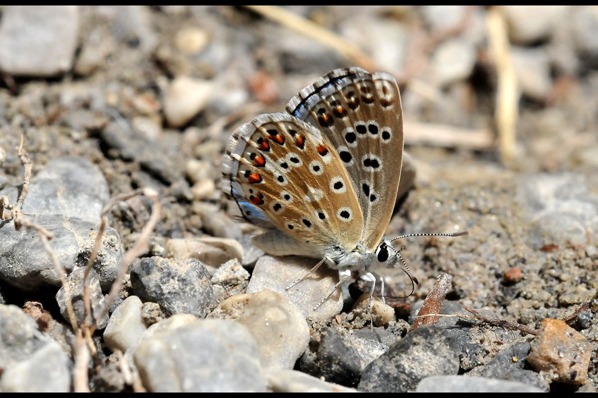 Polyommatus bellargus
