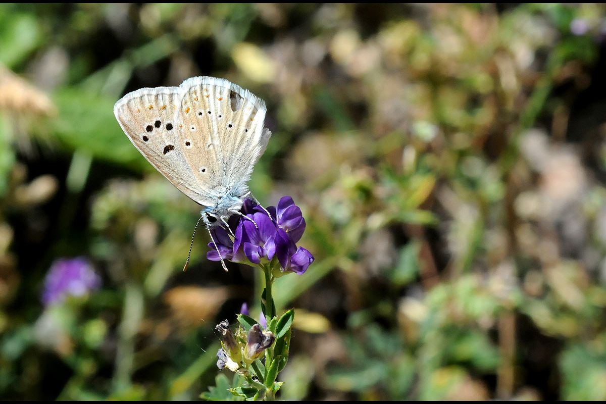  Polyommatus nivescens