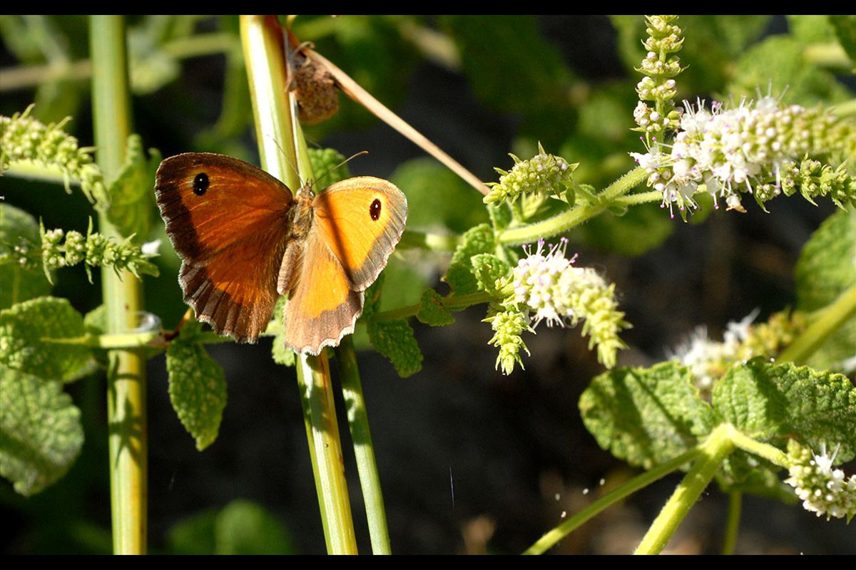 Pyronia cecilia