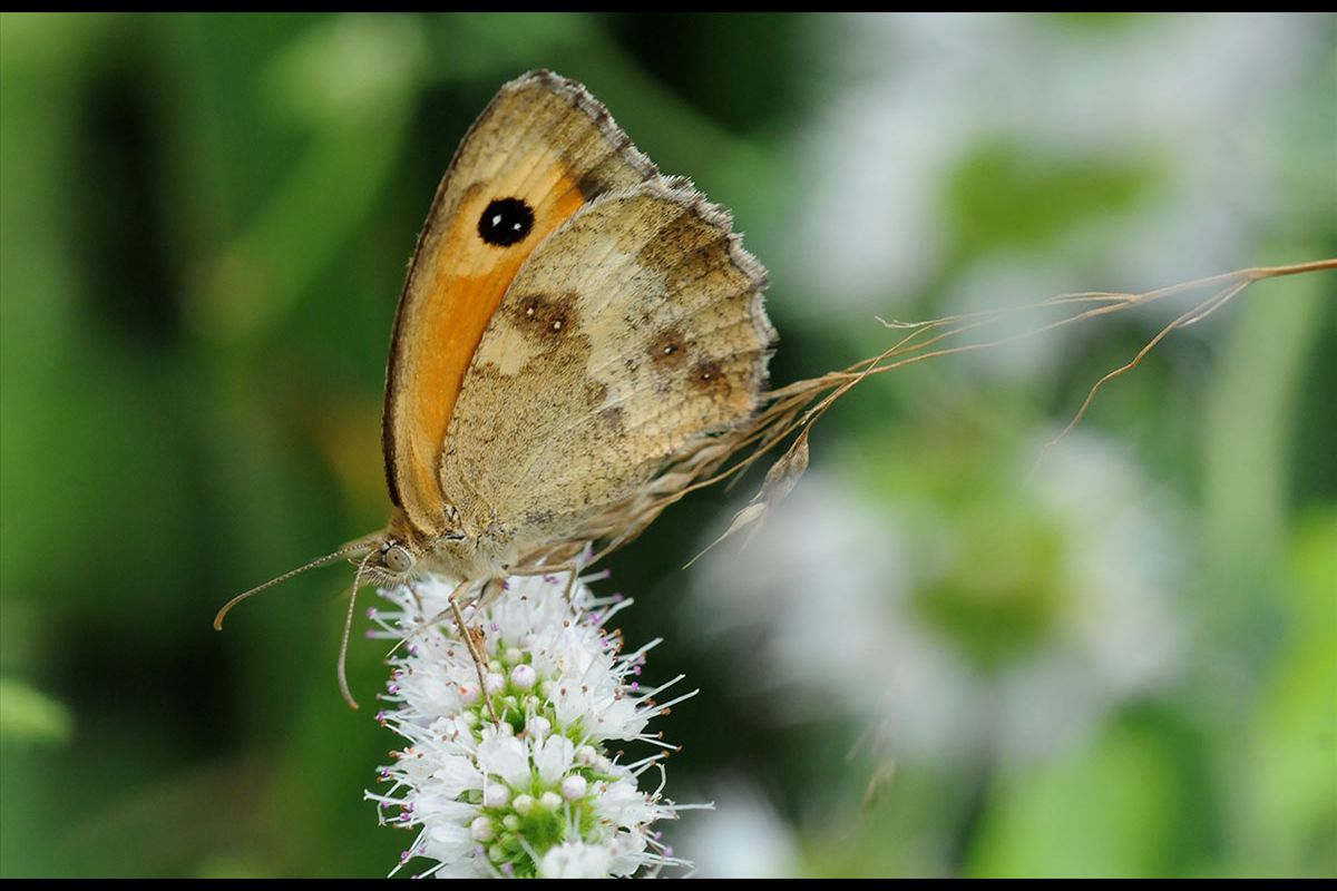 Pyronia tithonus