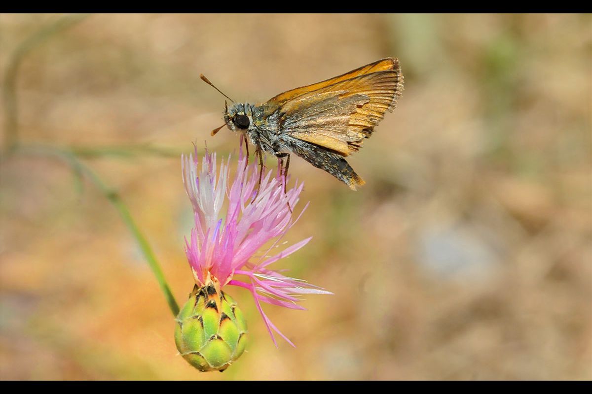 Thymelicus actaeon