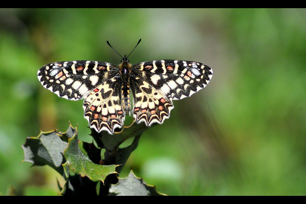 Zeryntia rumina