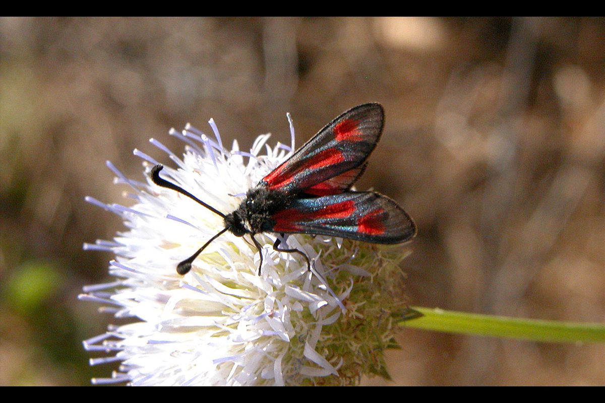 Zygaena nevadensis