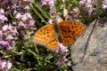 Argynnis miobe