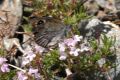 Erebia hispana