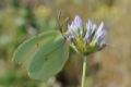  Gonepteryx cleopatra