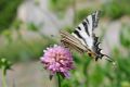 Iphiclides podalirius