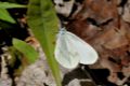  Leptidea sinapis