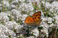  Lycaena alciphron