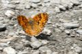 Melitaea athalia