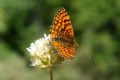 Melitaea deione