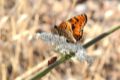 Melitaea didyma