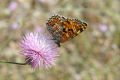  Melitaea phoebe