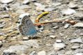 Plebejus argus