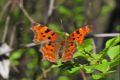 Polygonia c-album