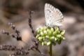 polyommatus albicans